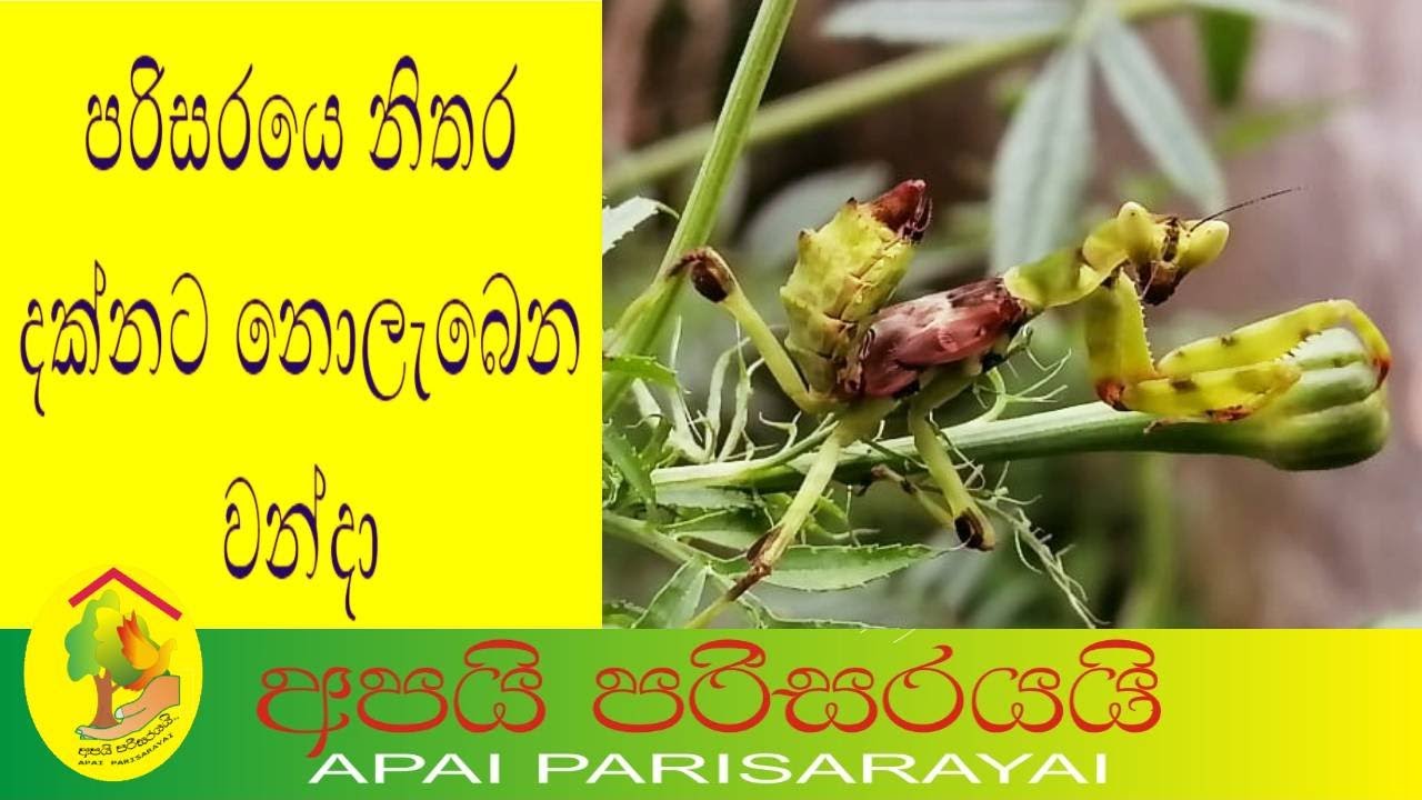 පරිසරයේ නිතර දක්නට නොලැබෙන වන්දා..| Praying mantis | #animals | #ApaiParisarayai