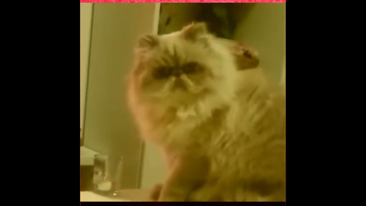 Hello Kitties 'HOW'  are You?