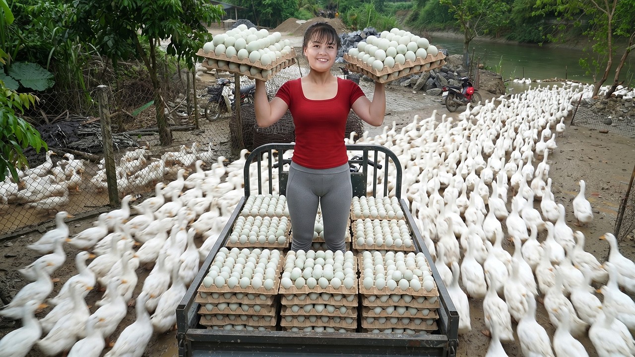 Cosechando 10.000 Huevos de Pato Cada Ma&ntilde;ana | Cami&oacute;n de 3 Ruedas Rumbo al Mercado