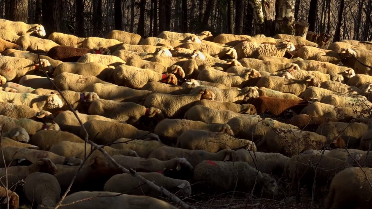 Transhumance, le retour (teaser)