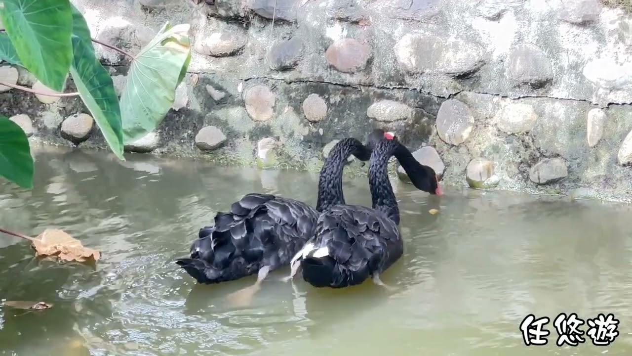 雲林縣大埤鄉三秀園2024 06 10