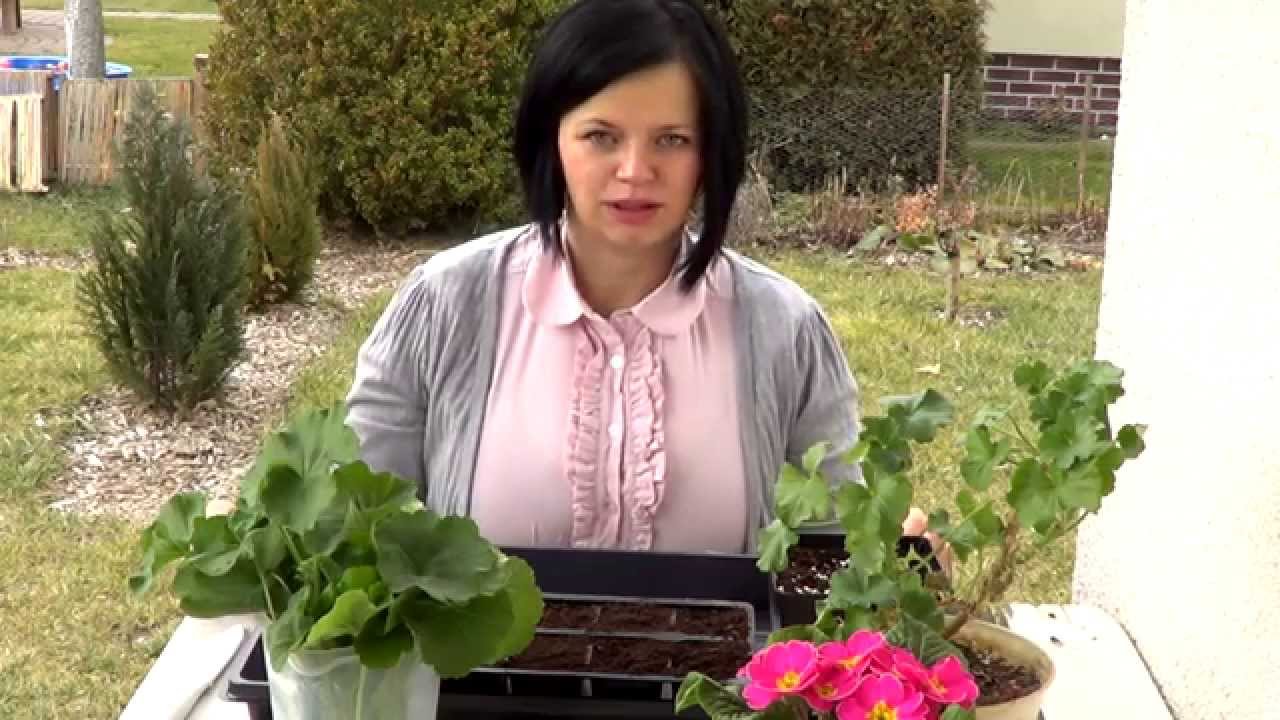 Jak rozmnażać pelargonie. Pokazuję trzy sposoby pozyskania nowych sadzonek pelargonii | www.Kasia.in