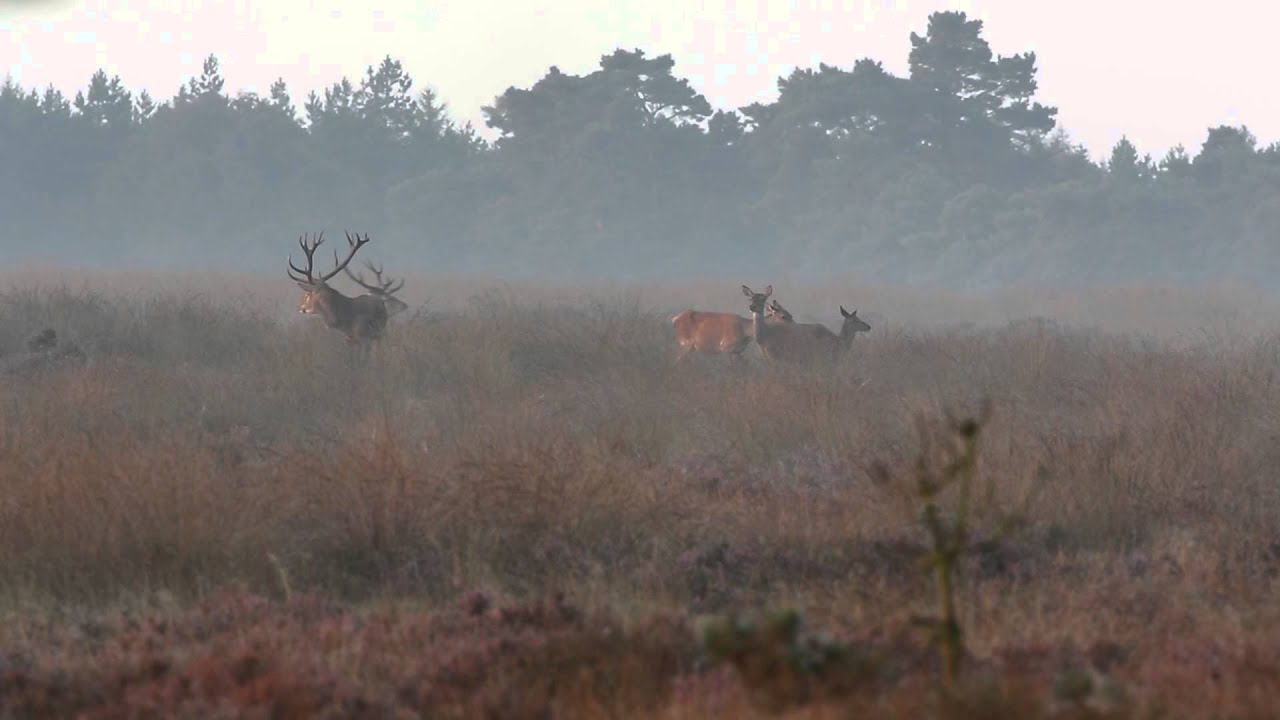 Herten bronst 2014
