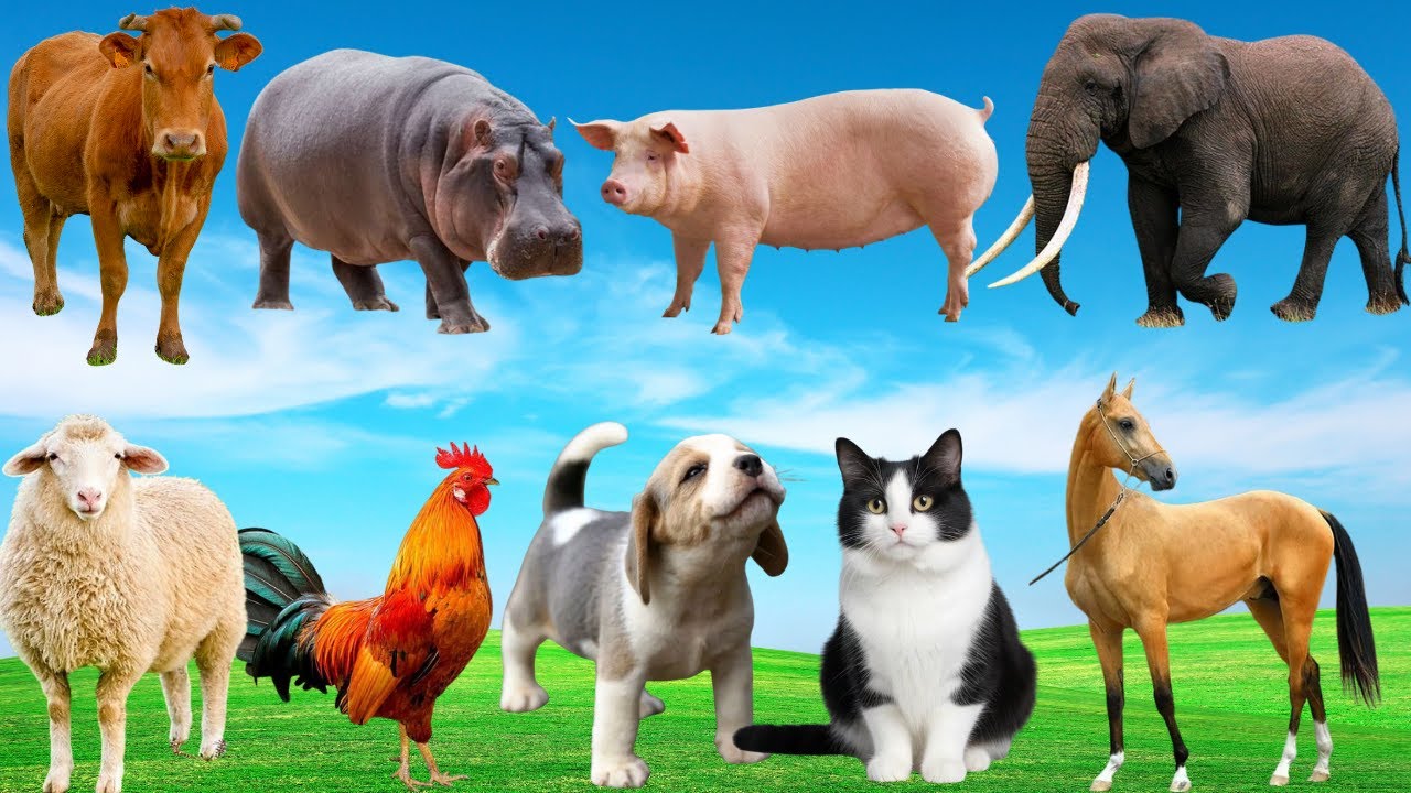 🌿 Khi Gà, Bò, Chó & Mèo Cùng Lên Giọng – Đồng Quê Ngập Tràn Giai Điệu Dễ Thương | Animals 🐔🐮🐶🐱