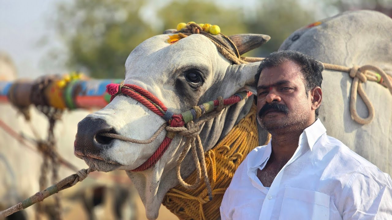 పెరుమళ్ళ  శివకృష్ణ యాదవ్  కల్లూరు గ్రామం ప్రొద్దుటూరు మండలం నల్ల చిరుతలు