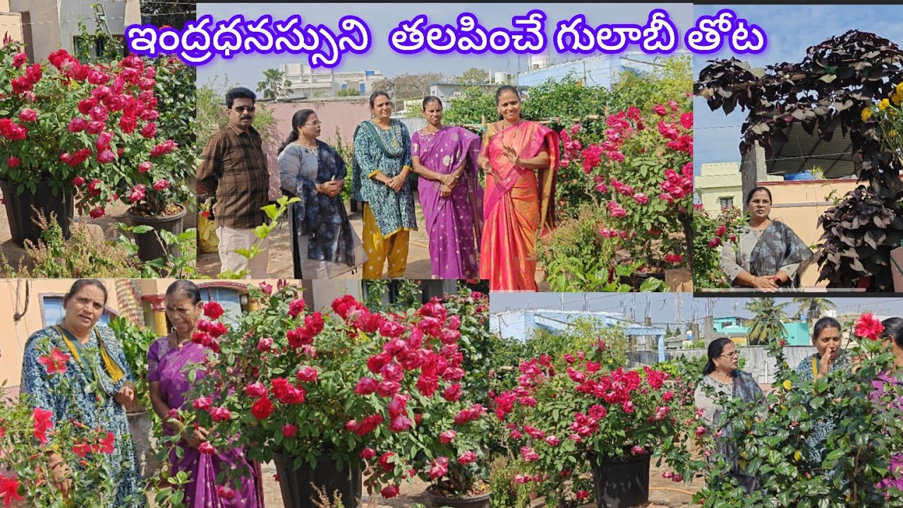 యానం ఫ్లవర్ షో లో రెండో బహుమతిగా వచ్చిన పావని గారి మిద్దె తోట #మాబుజ్జితోటఛానల్ #status