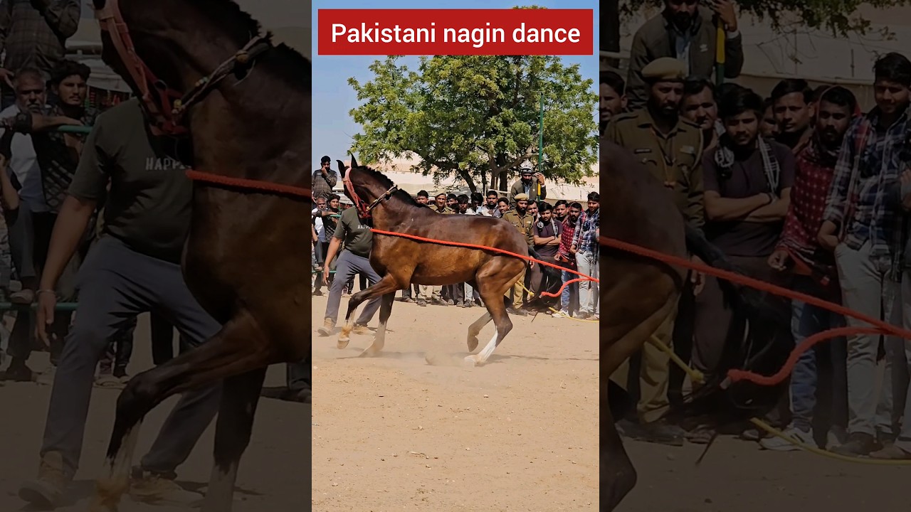 Horse nagin dance india in nagaur #horse #nagindance #nagaur