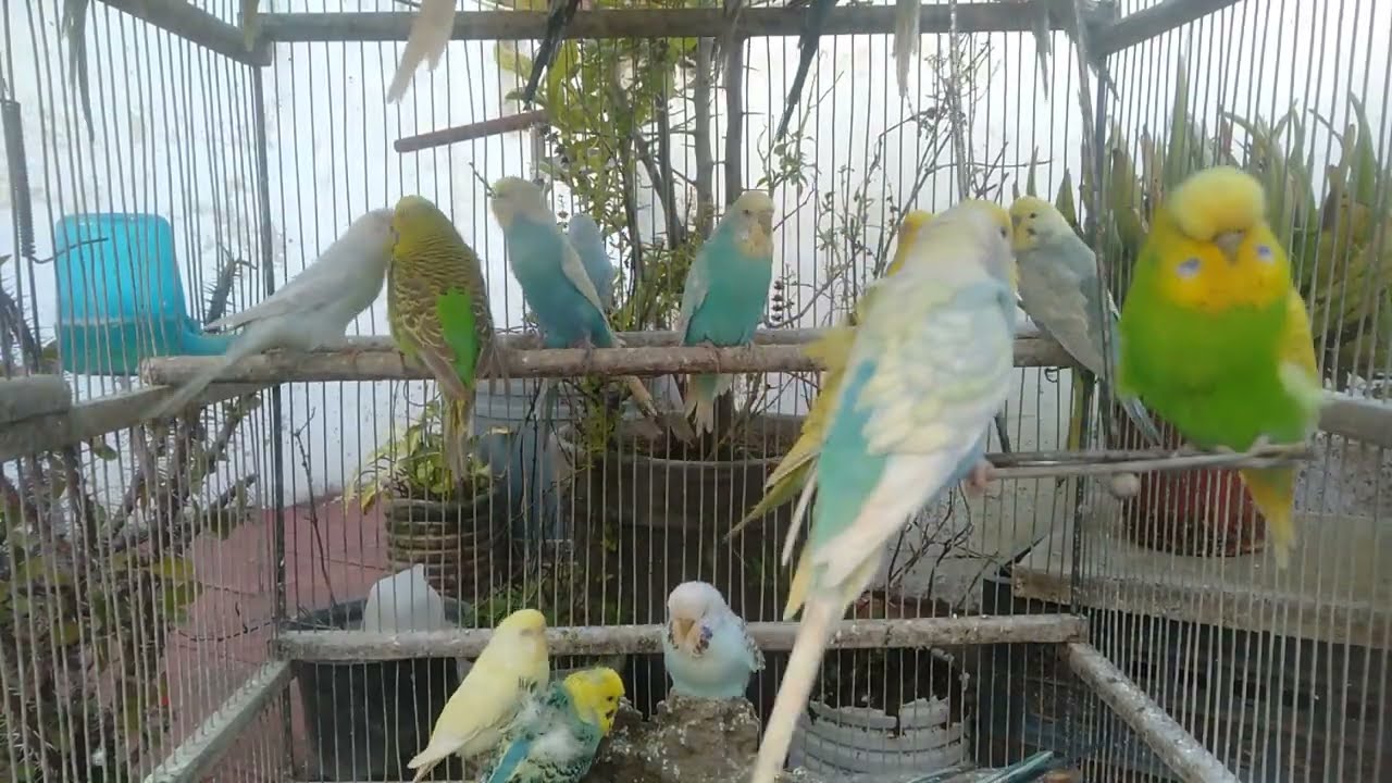 Top Budgie Cage Setup Ideas — Philadelphia Small Space Hacks