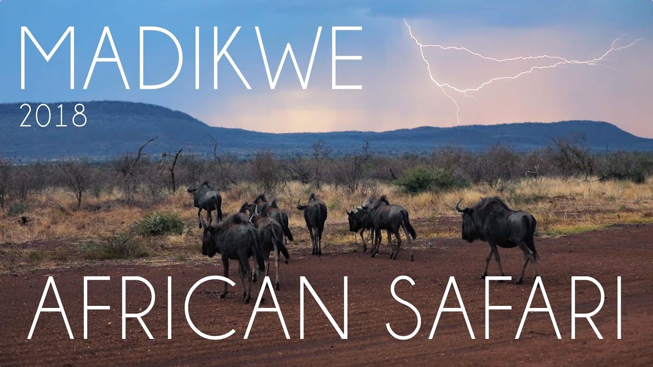 MADIKWE GAME RESERVE - SOUTH AFRICAN SAFARI