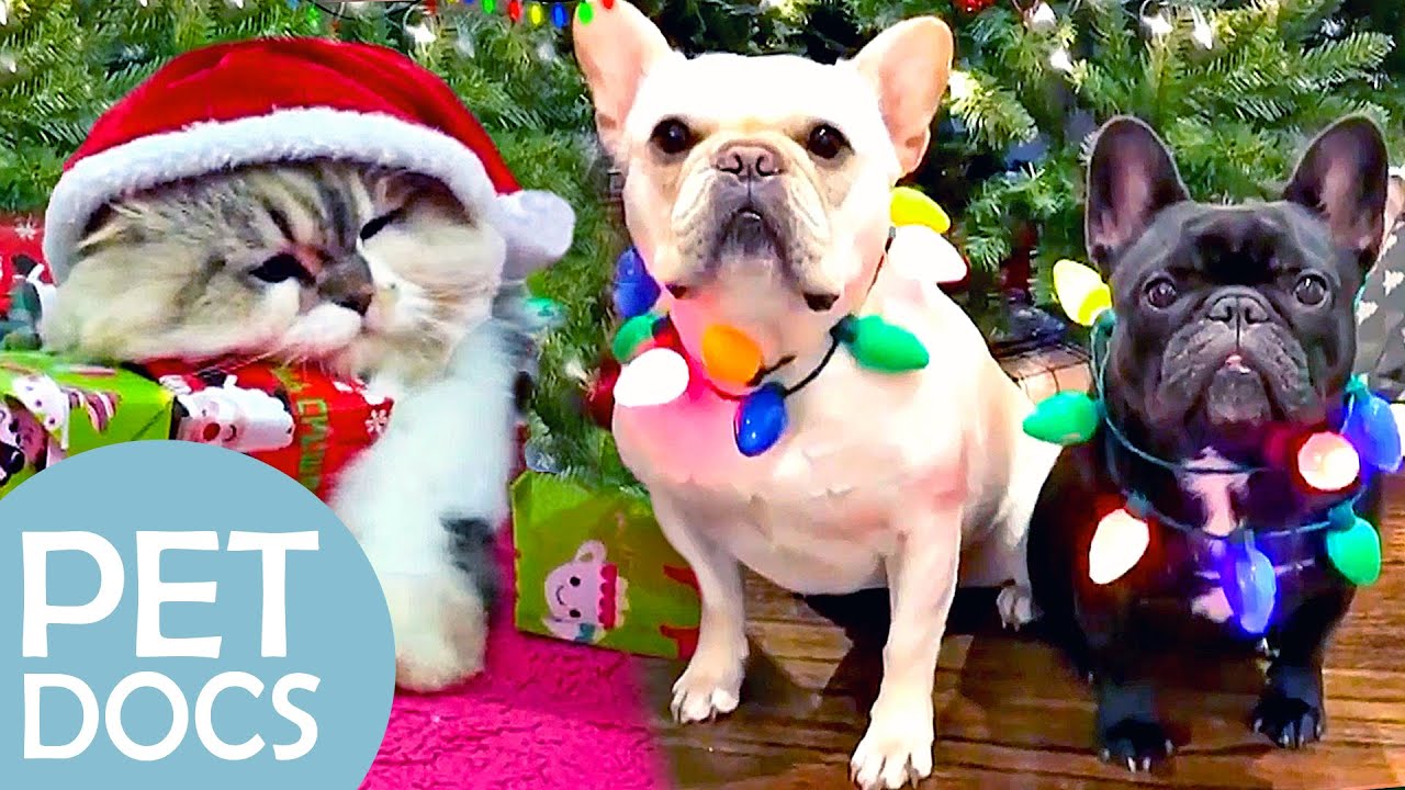 Cute & Funny Pets Celebrate Christmas | Pet Docs