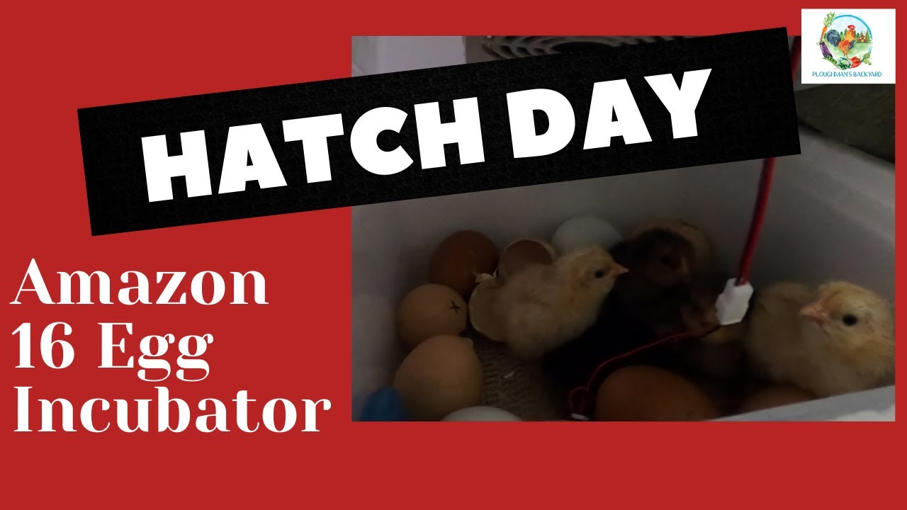 Amazon 16 Egg Incubator: Hatch Day!