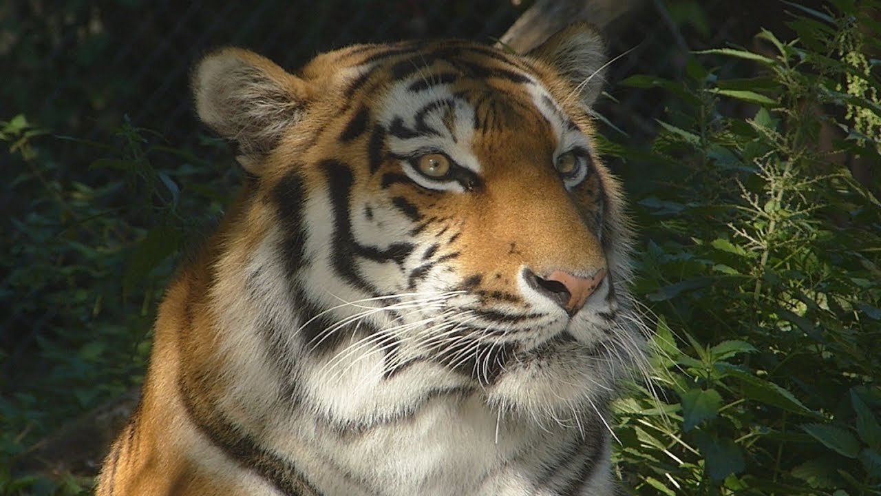 Tierpark Hellabrunn München 5 of 5 - Highlights Tiger Giraffen Erdmännchen