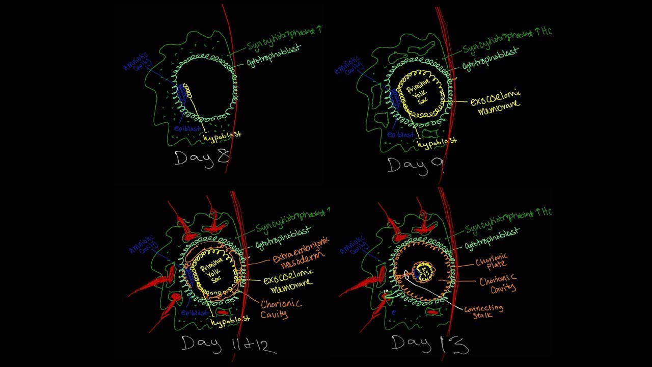 Embryology: Week 2--Bilaminar Disc
