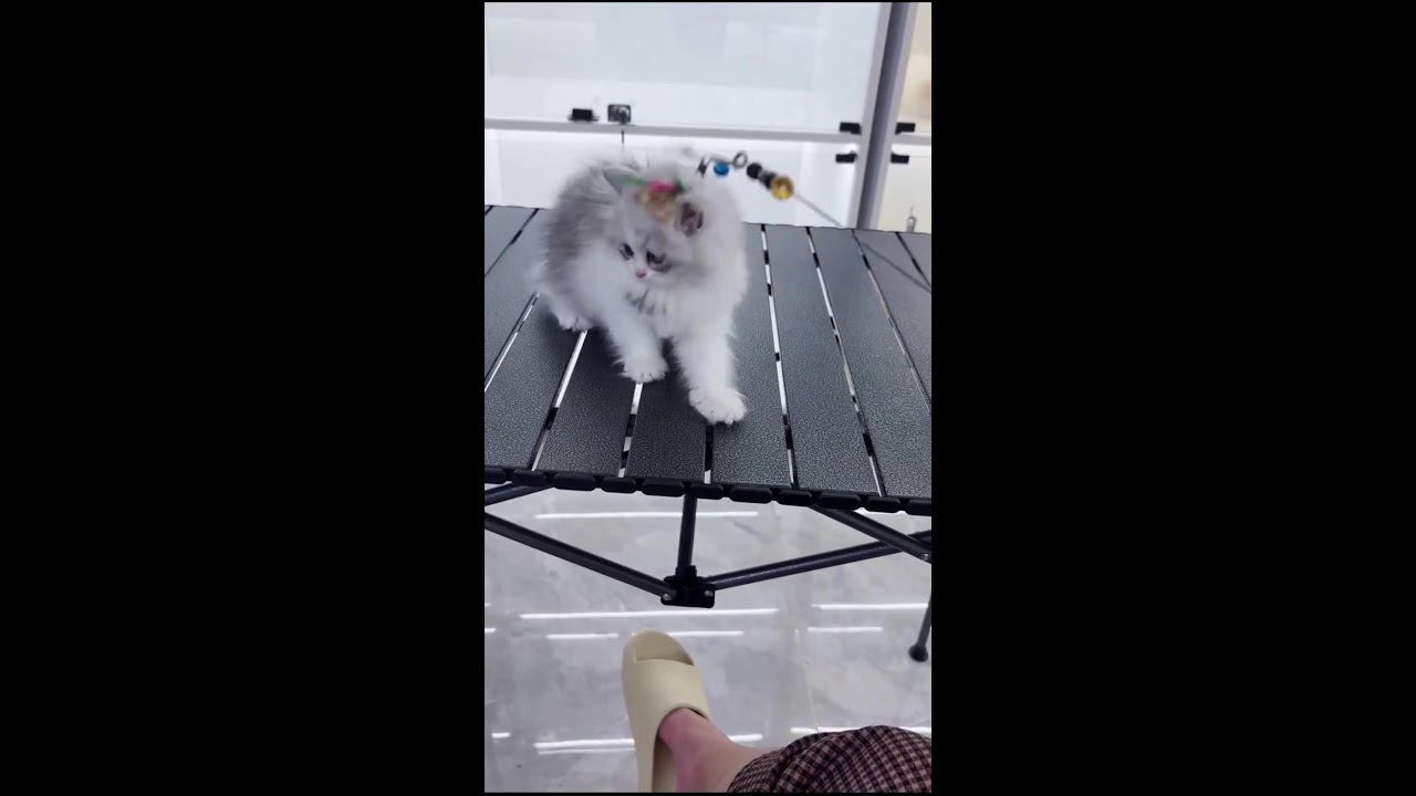 First-Person Kitten Showcase | Playful Cattery Moments | Real-Time Stream