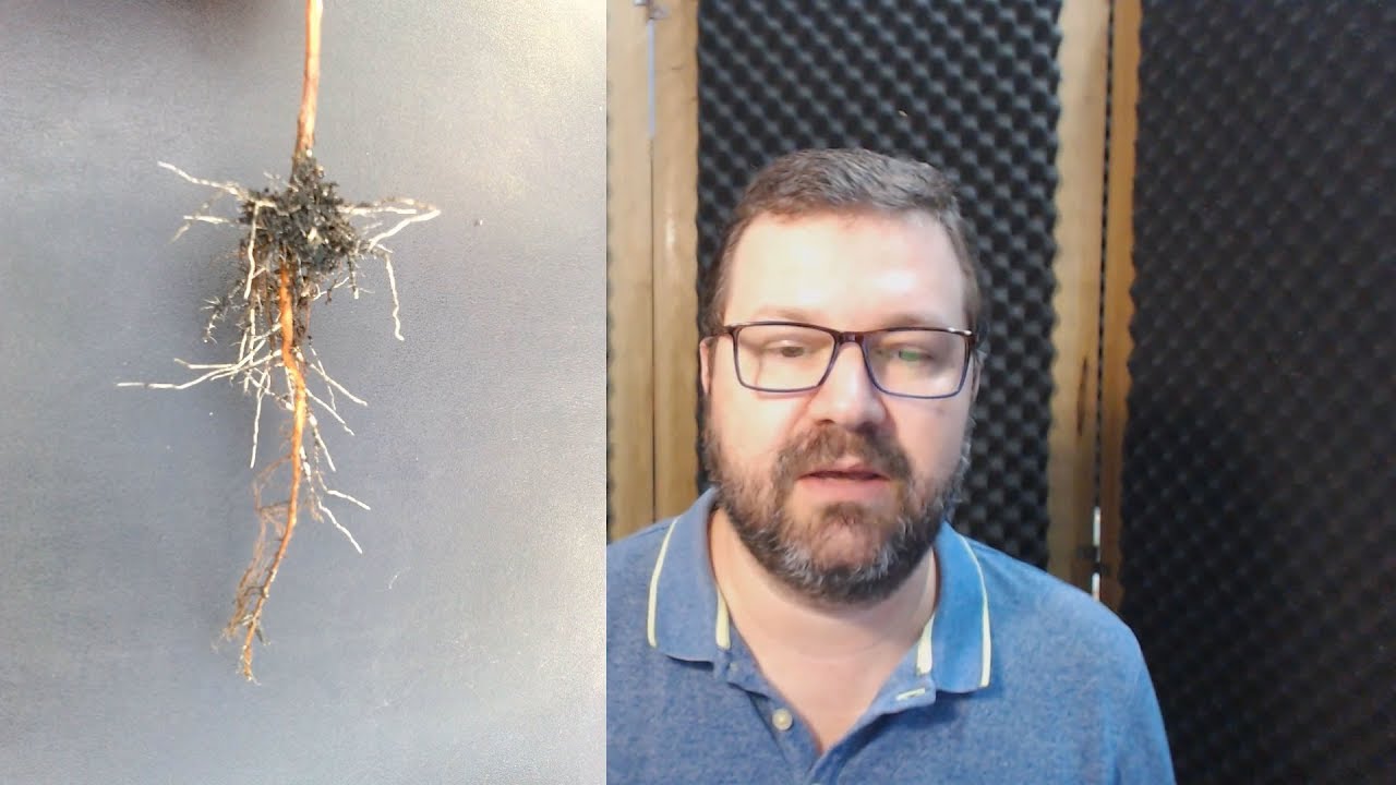 Estaquia de Jabuticaba - Mitos e Verdades!