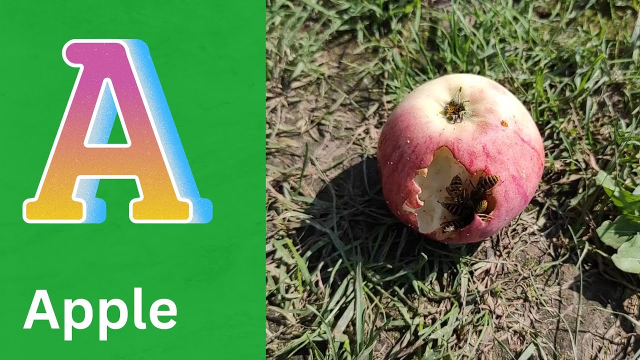 ABC Song Phonics - Toddler Learning Video , A for Apple , Nursery Rhymes , Alphabet song , ABC Song