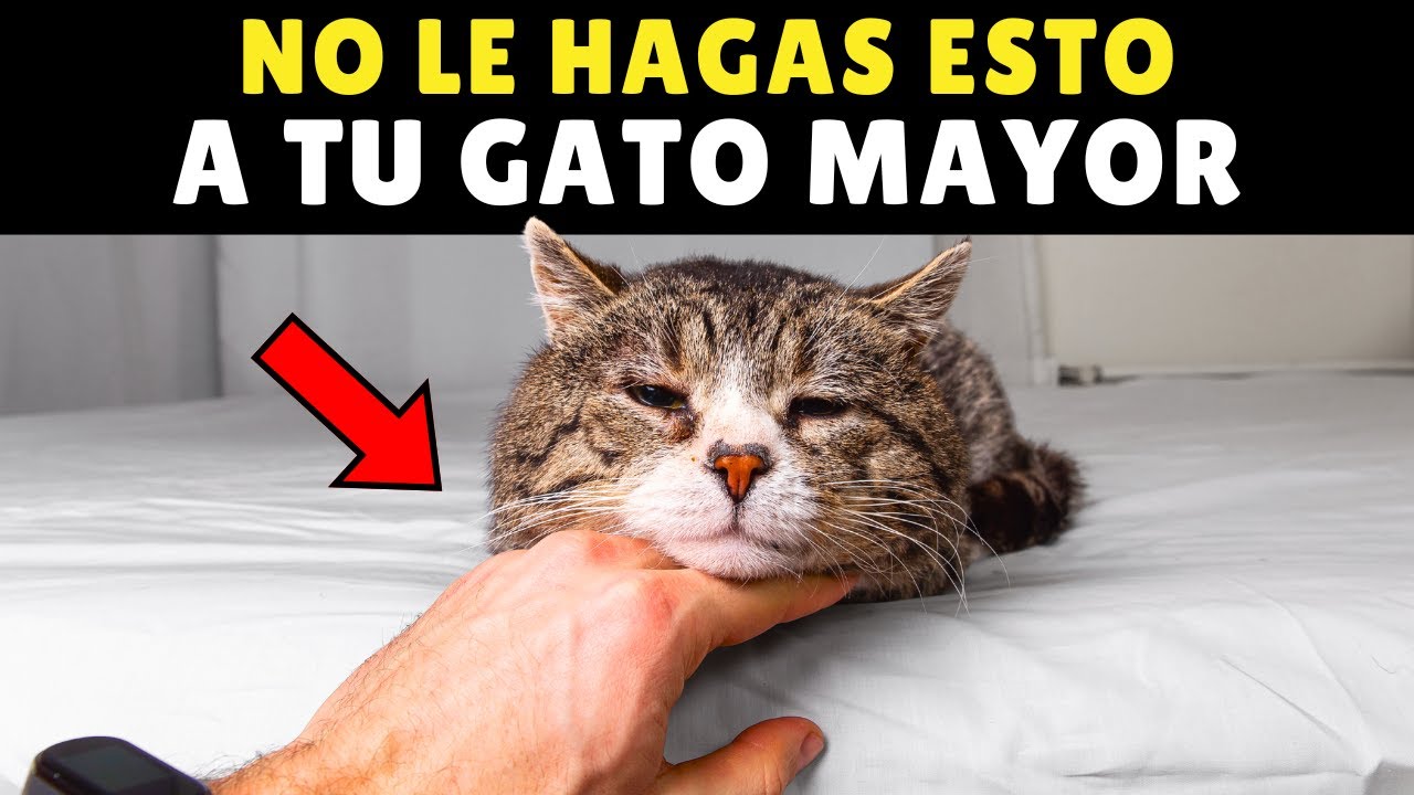 12 cosas que NUNCA debes hacer a tu GATO MAYOR
