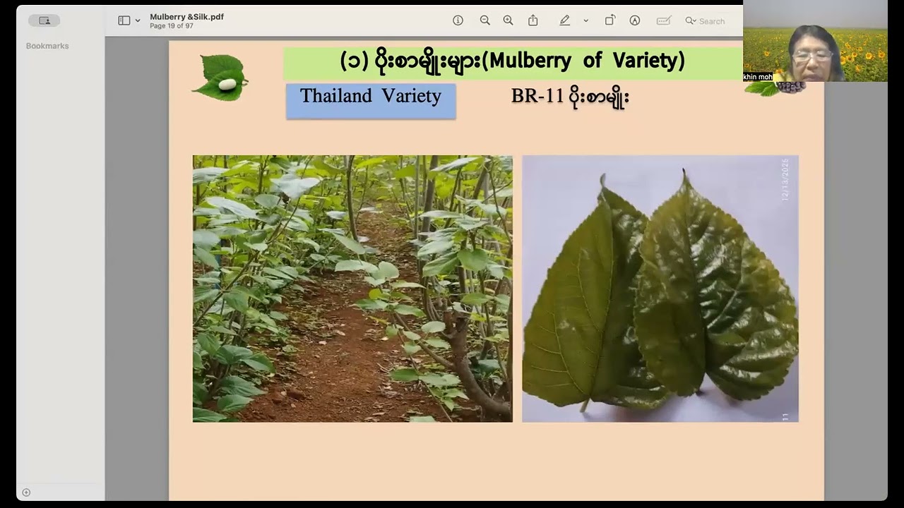 Daw Khin Moh Moh - Mulberry and Sericulture