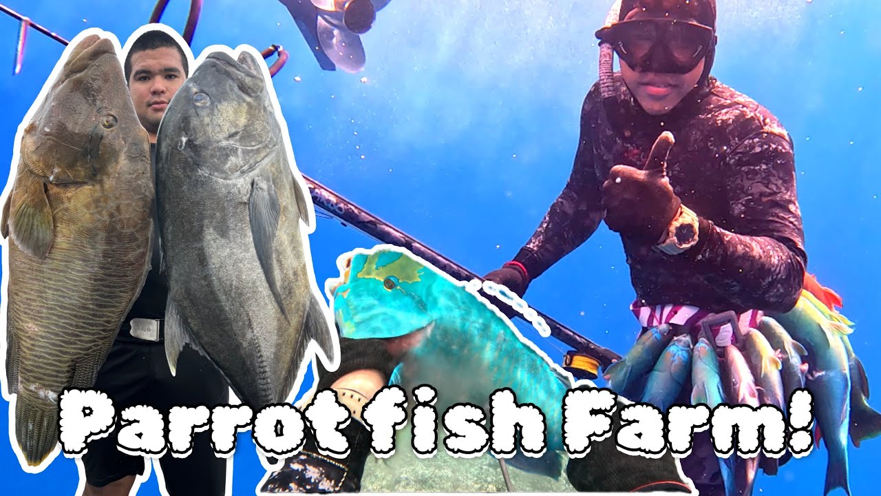 [Chapter 10] PARROT FISH FARM‼️#SpearfishinRota🏝️Northern Marianas islands📍