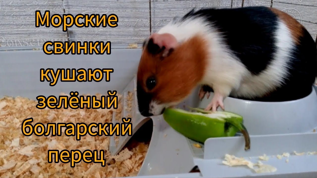 Ромео и Джульетта едят зелёный болгарский перец