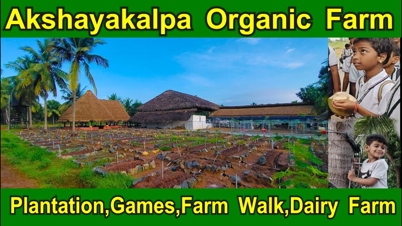 Akshayakalpa Organic  Farm -Organic Food, Traditional Games, Plantation, Dairy Farm visit