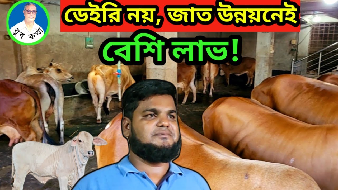 গরুর জাত উন্নয়ন করে কিভাবে লাখপতি হবেন? | বাছুর উৎপাদন ও গাভী পালন খামার | যুব কথা | রায়হান দেওয়ান|