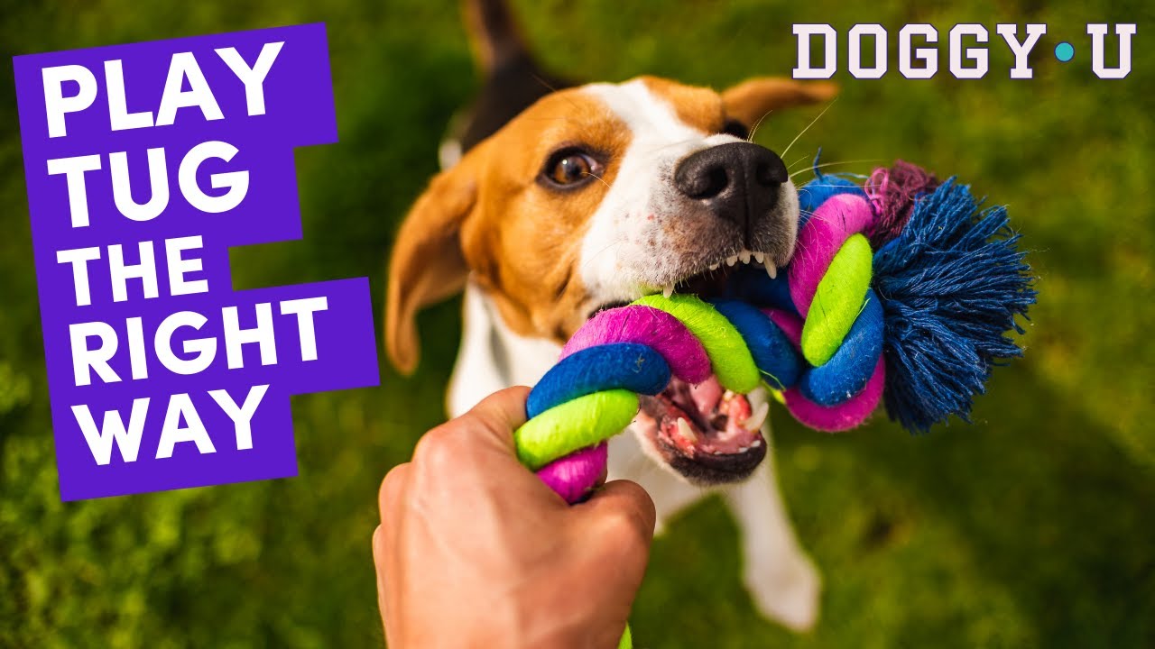 How to Play Tug with Your Dog (the Right Way): Toy Play Skills