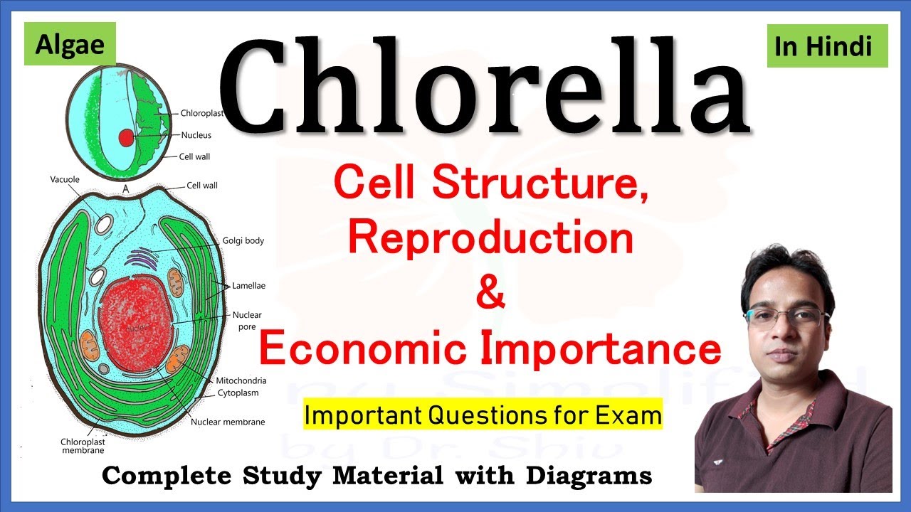 Chlorella Structure and reproduction | economic Importance of Chlorella