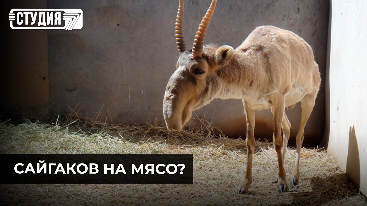 Консервы из сайги: в Казахстане разрешат отстрел животного?