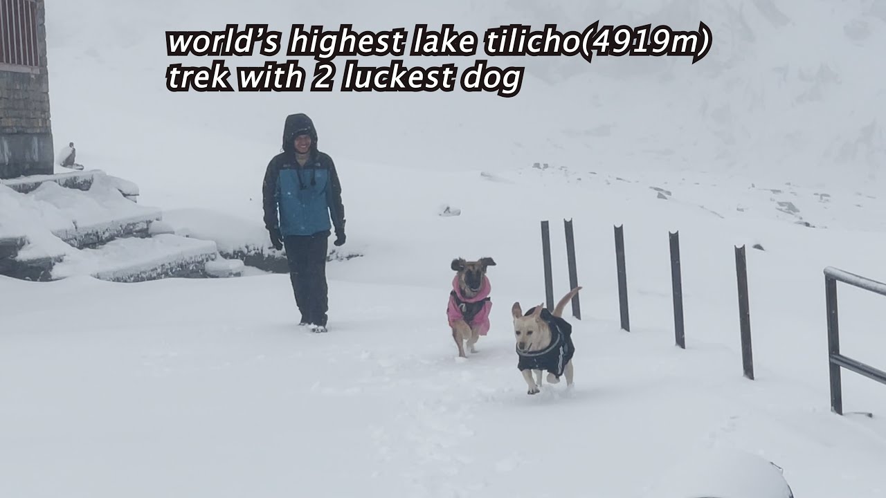 tilicho trek vlog khangsar to basecamp#adventurewithdogs #heaven #kanchikali