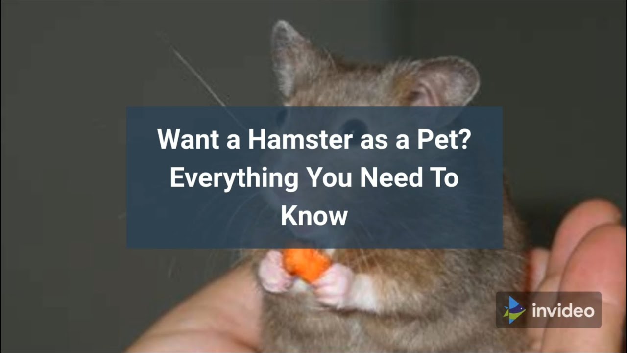 Want a Hamster as a Pet? Everything You Need To Know