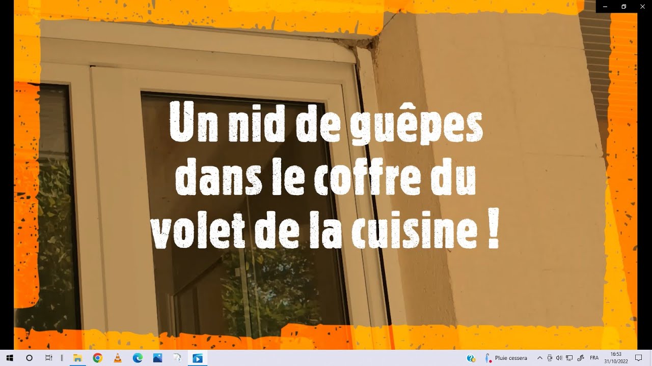 Des guêpes dans le coffre du volet ! #guêpe #guêpes #mgfservices