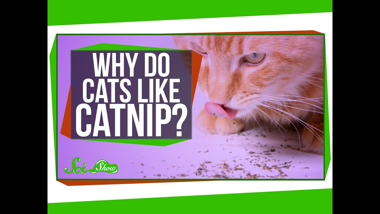 Why Do Cats Like Catnip?