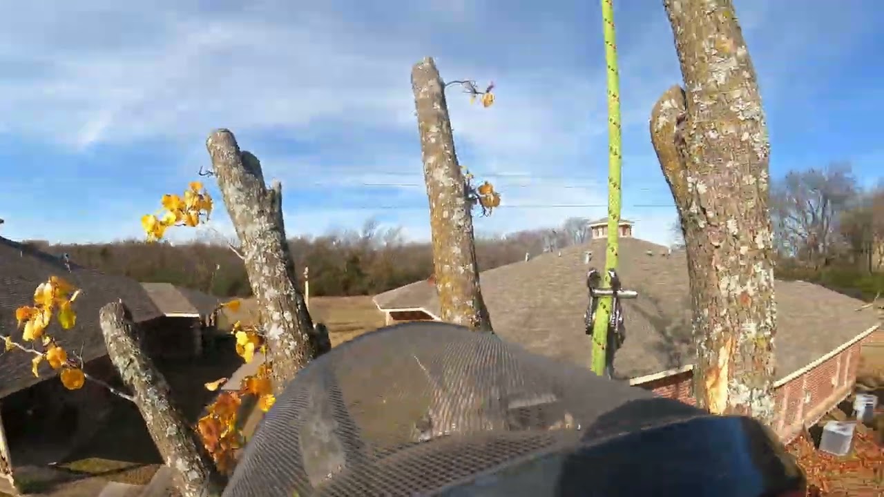 Removing Small Colorful Tree 12:19:25