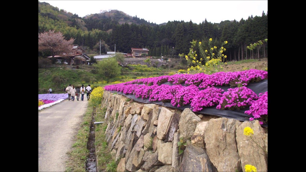 山口県周南市大道理　平成25年桜まつり　2013-4-14