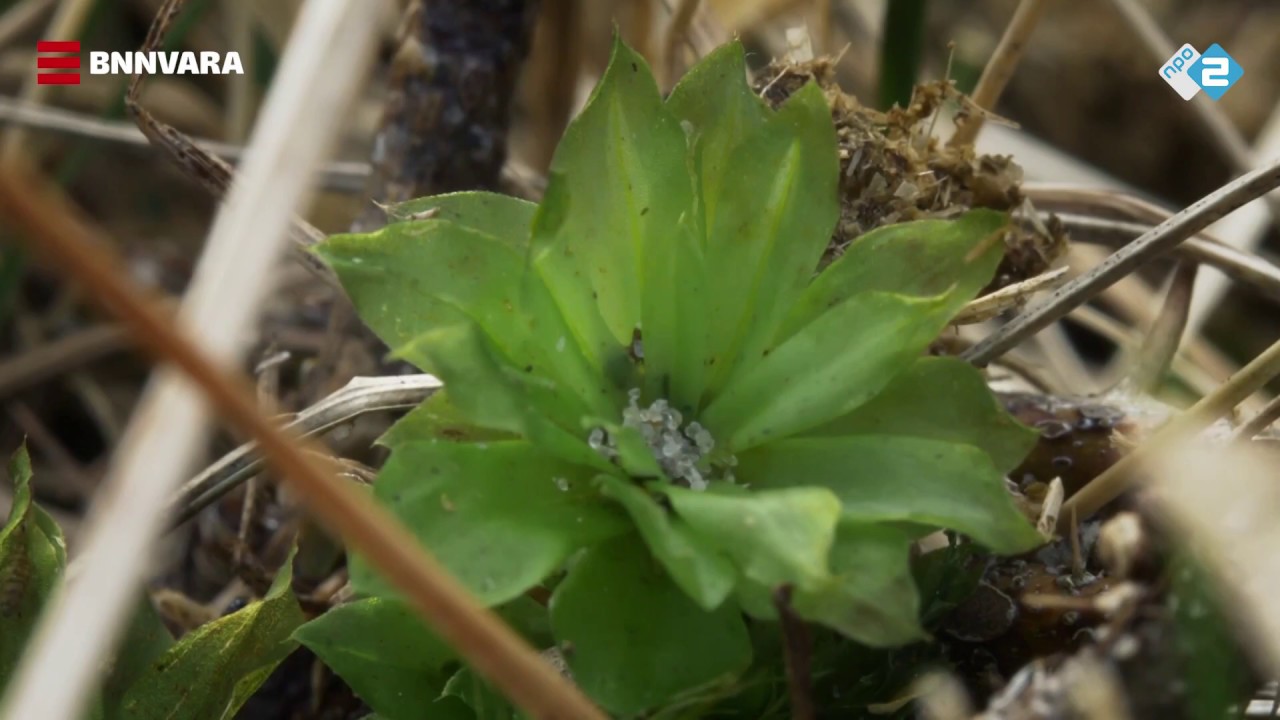 Vroege Vogels - Korstmossen en mossen in de Hollandse Duinen