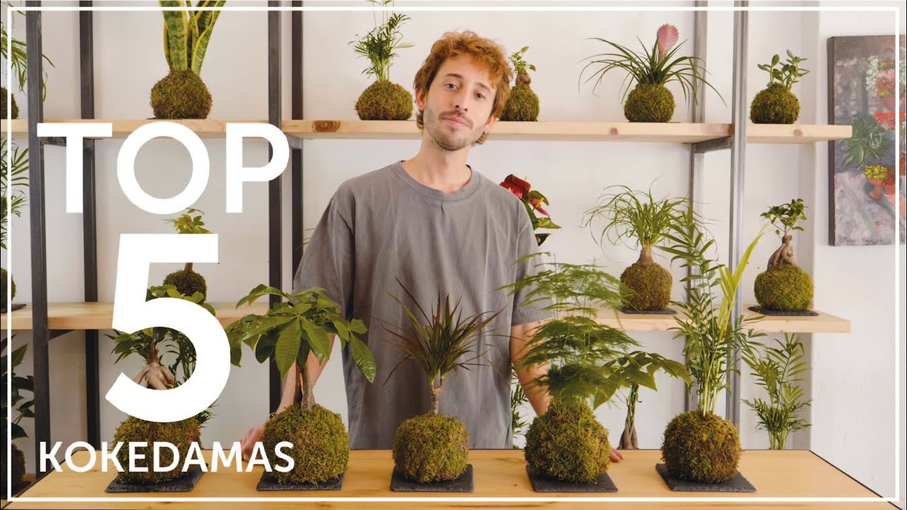 TOP 5 KOKEDAMAS | Omotesandō Plants