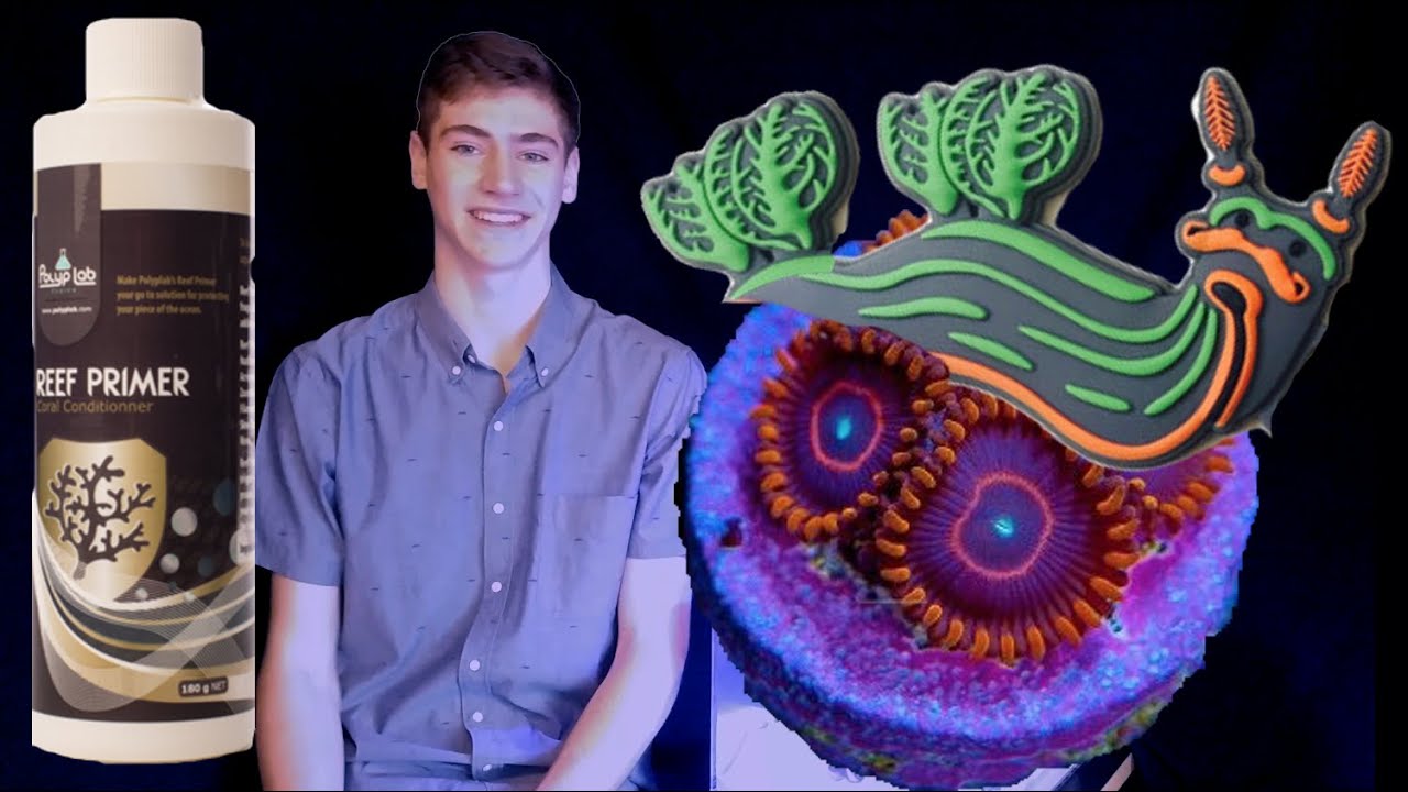 How to Dip Your Corals with Reef Primer from Polyp Lab
