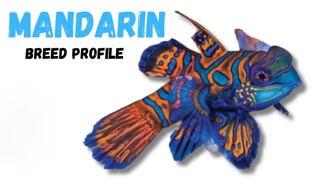 Mandarin Fish Breed Profile - Growth - Lifespan - Price - Temperament - Feeding