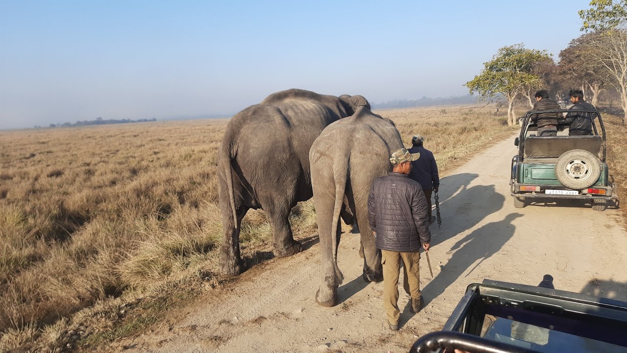 Kaziranga national park 🏞  Kohora | One horn rhino Assam 2023