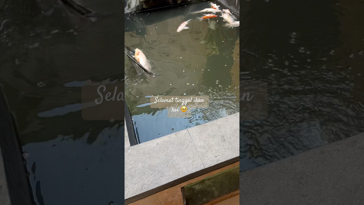 Selamat tinggal ikan koi ,saat ganti air tiba-tiba ikan mati semua setelah dikolam 4th #shorts