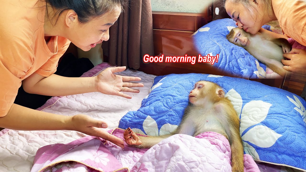 Lyly, wake up! Monkey Lyly with her first peaceful morning in her new home