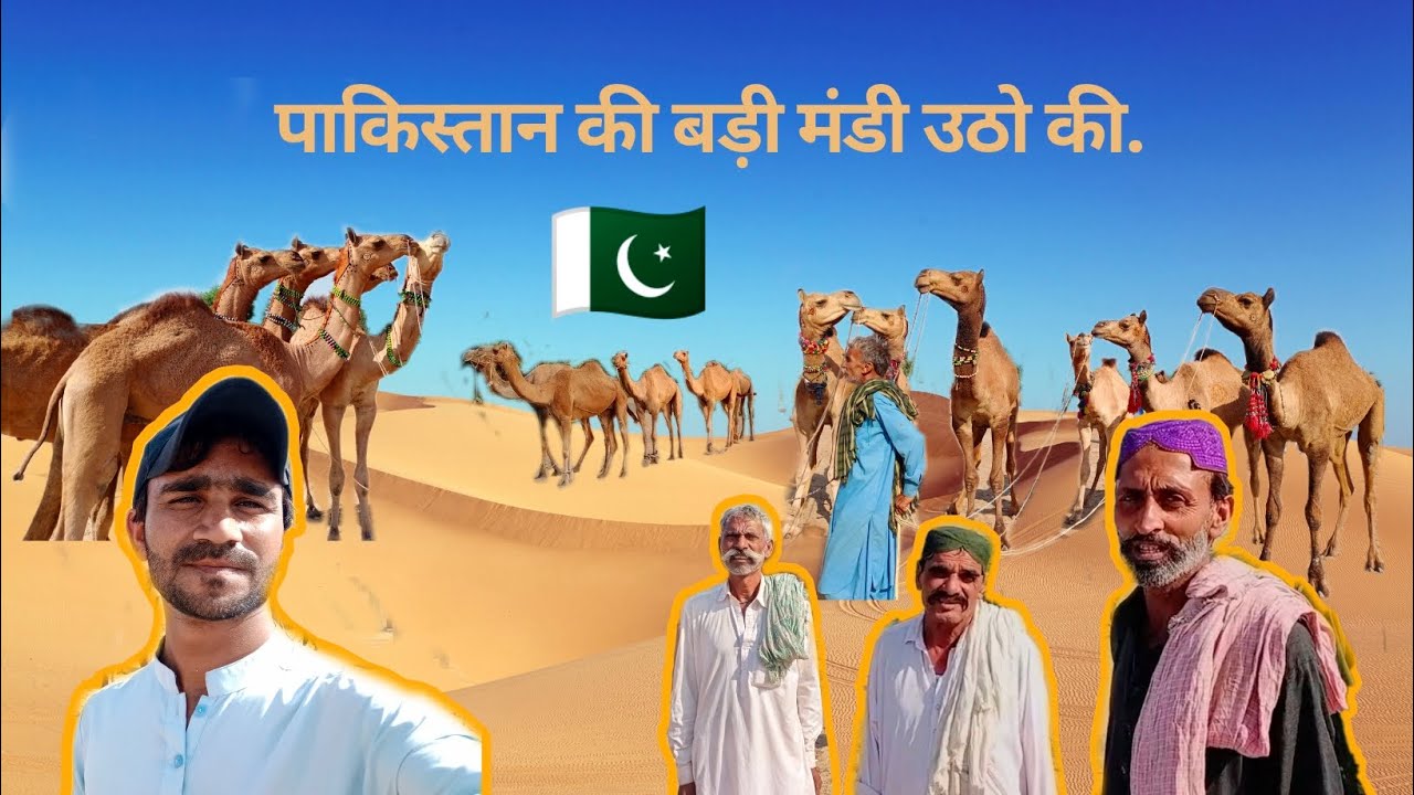 Pakistan ki badi Mandi camel ki.पाकिस्तान की बड़ी मंडी उठो की. 🇵🇰