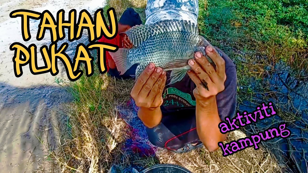 #EP704 Tahan Pukat Ikan Tilapia