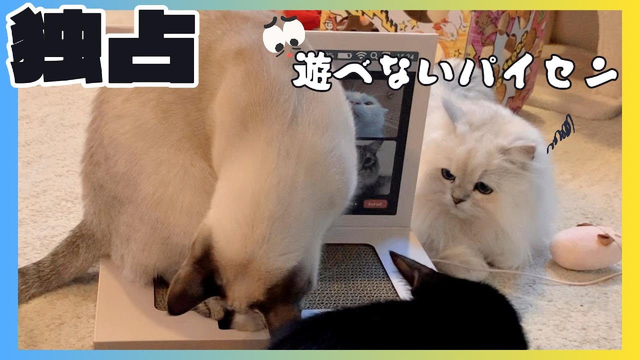 パソコンで遊ぶニャンズが可愛すぎる！ただ後輩猫がおもちゃ独占で大困りのパイセン猫が面白いw
