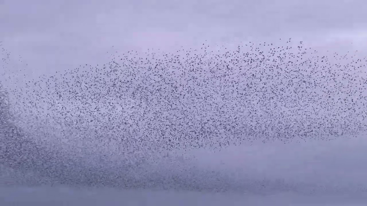 Local Birding, Bittern & a Murmuration.