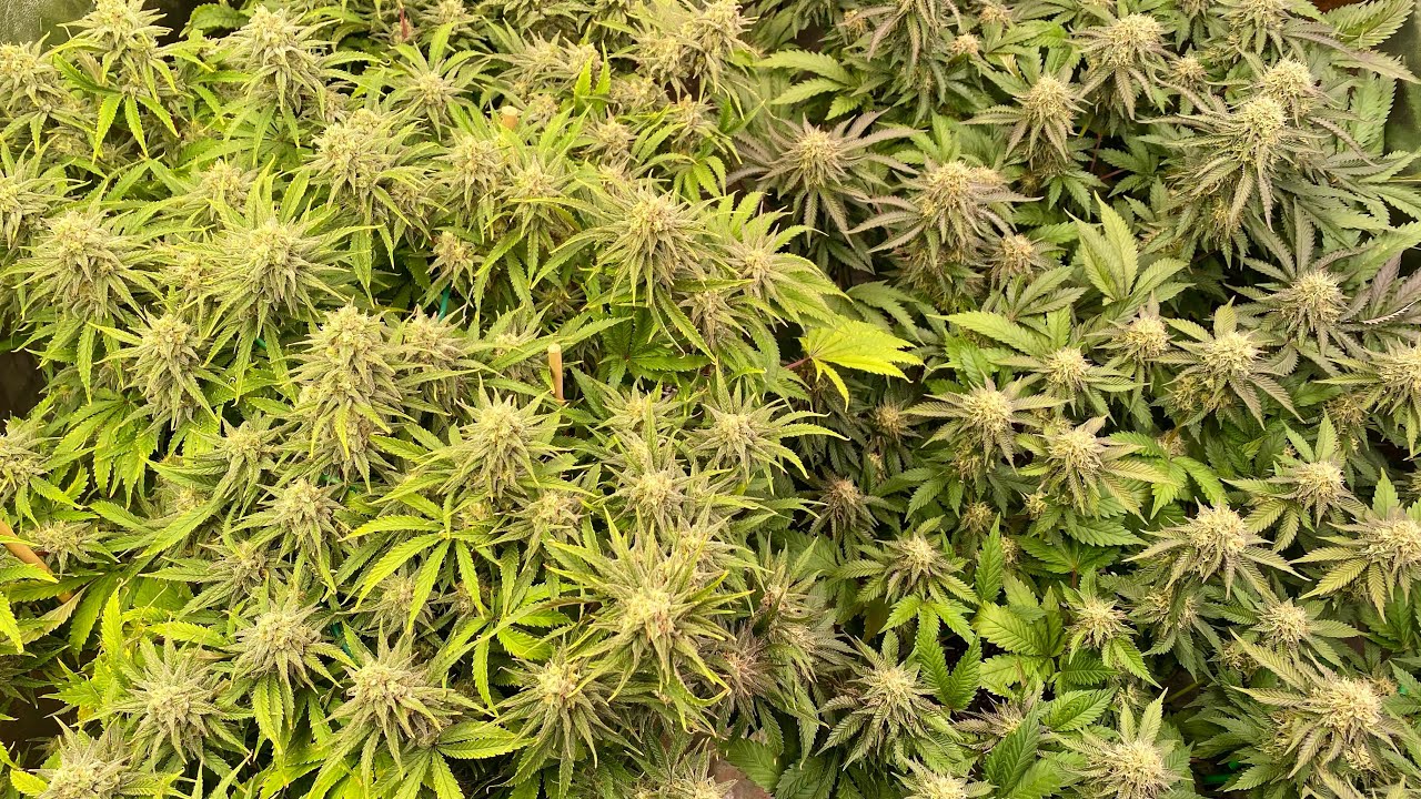 Mimosa EVO & Strawberry Lemonade D37F Week 5 Barney&rsquo;s Farm Grow