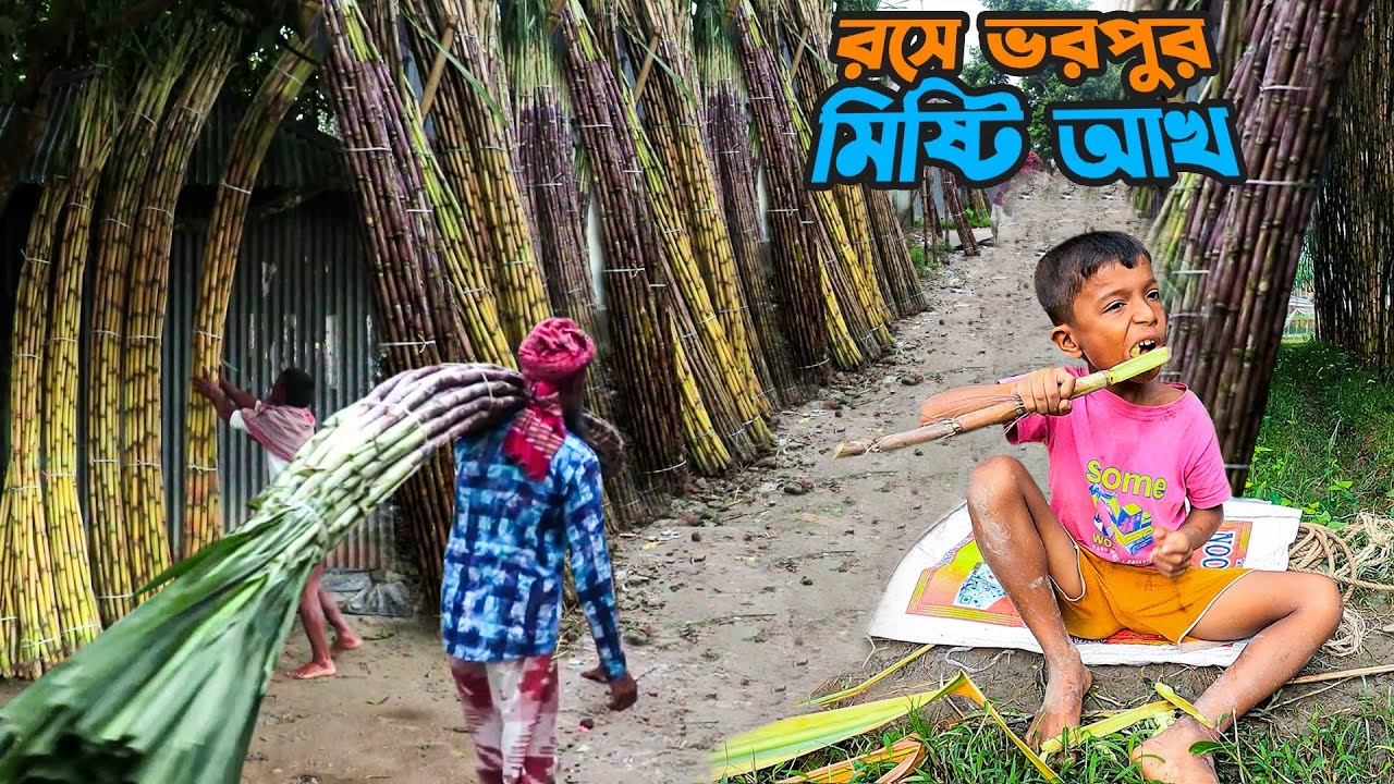 রসে ভরপুর চান্দাইকোনা হাটের মিষ্টি আখ