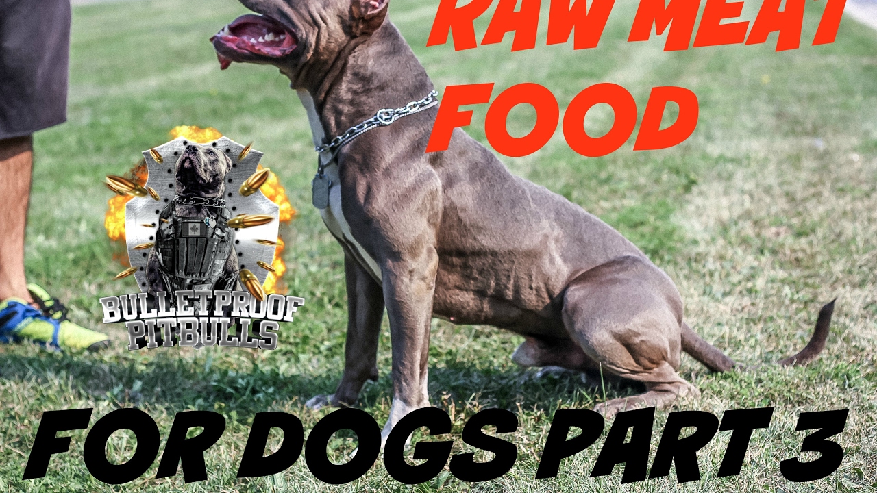 dog raw fed diet food PART 3  pit bull muscle bully conditioning body building