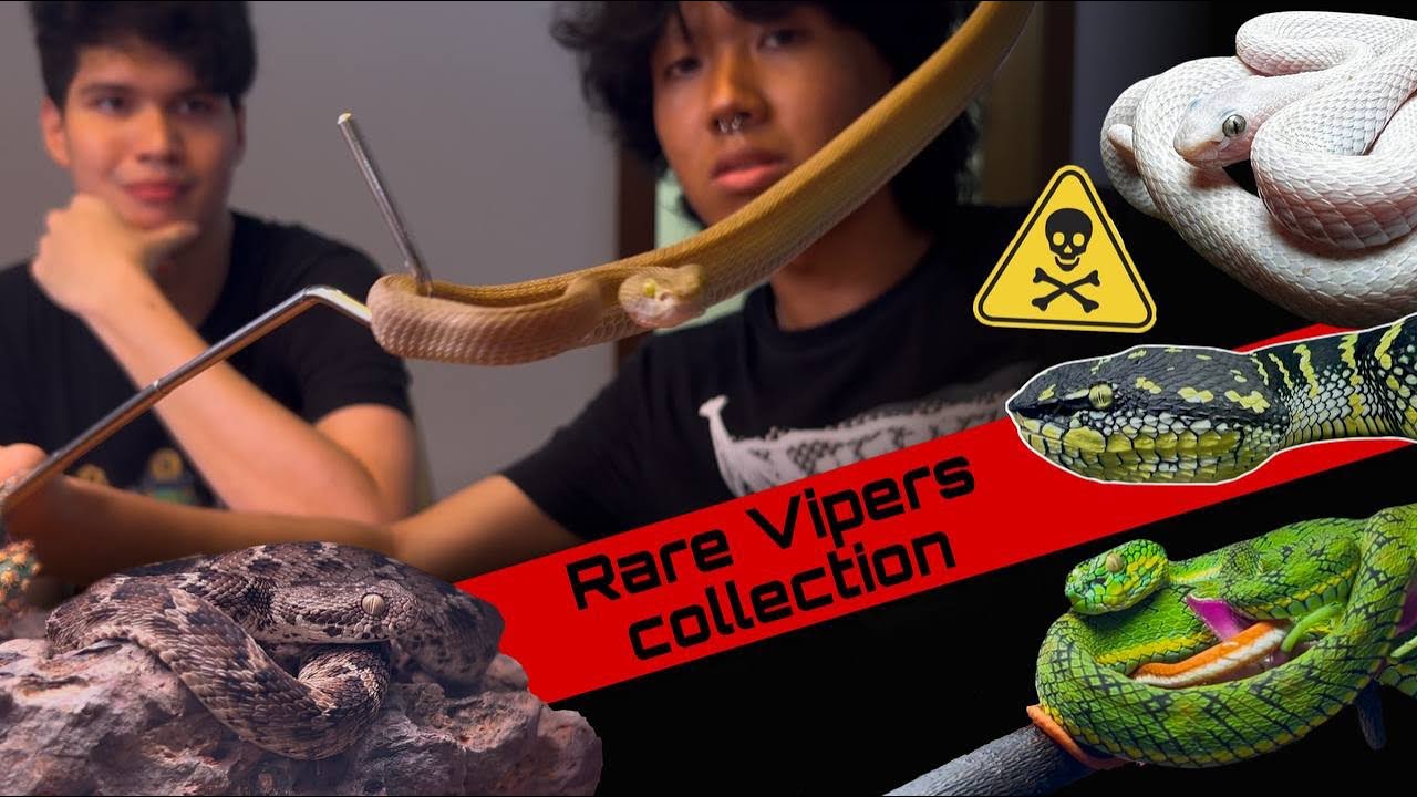 @Chrisweeet's Rare and Exotic viper collection| So many colorful venomous snakes 🐍☠️